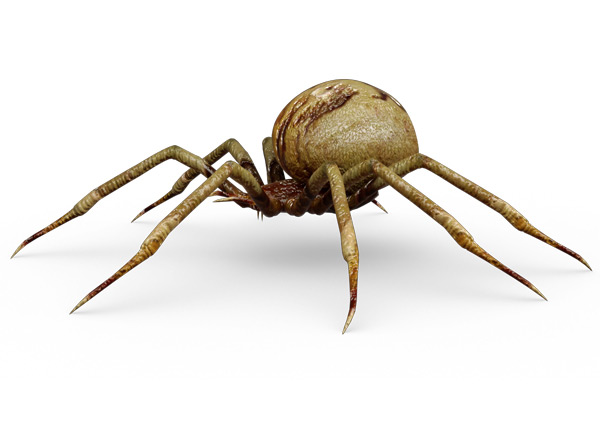 Insecticide Raid Exterminateur d'araignées, tue les insectes au contact,  pour utilisation à l'intérieur et à l'extérieur, 350 g 350 g 